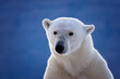 © Rixie - Adult female polar bear portrait, ursus maritimus, against bokeh blue ice background, with space for text. Vikinge Bay, Scoresby Sund, Greenland.