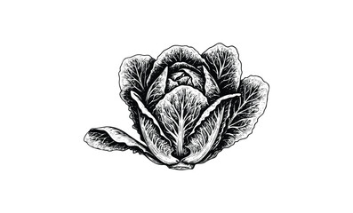 Wall Mural - detailed black and white vintage romaine lettuce illustration. vector retro hand drawn illustration