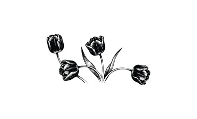 Wall Mural - vintage black and white engraving of elegant tulip flowers with detailed petals and leaves. vector r