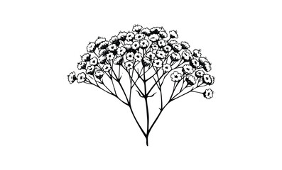 Wall Mural - intricate black and white botanical drawing of baby's breath flowers. vector retro hand drawn illust