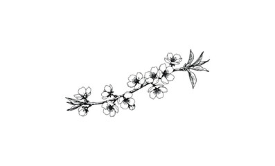 Wall Mural - black and white cherry blossom branch illustration with delicate flowers. vector retro hand drawn il