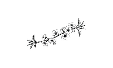 Wall Mural - delicate black and white cherry blossom branch illustration. vector retro hand drawn illustration
