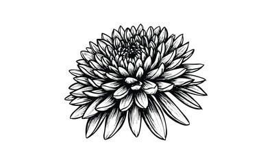 Wall Mural - intricate black and white chrysanthemum flower drawing with detailed petals. vector retro hand drawn