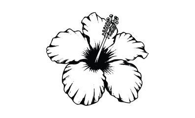 Wall Mural - black and white hibiscus illustration with detailed petals and stamen. vector retro hand drawn illus