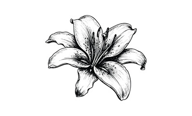 Wall Mural - detailed black and white lily sketch with intricate petals. vector retro hand drawn illustration