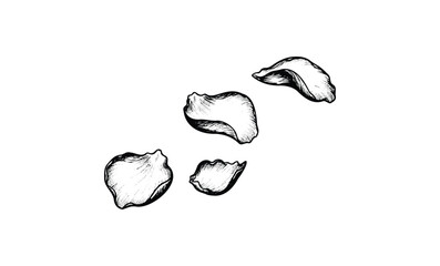 Wall Mural - detailed sketch of four rose petals. vector retro hand drawn illustration