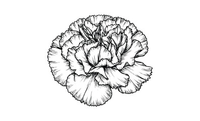 Wall Mural - detailed black and white carnation flower illustration. vector retro hand drawn illustration