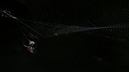 spider on web in the rainforest