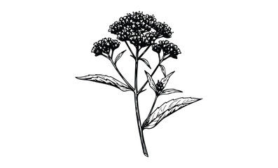 Wall Mural - detailed black and white botanical drawing of a flowering plant. vector retro hand drawn illustratio