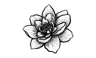 Wall Mural - detailed black and white lotus flower sketch with intricate linework. vector retro hand drawn illust