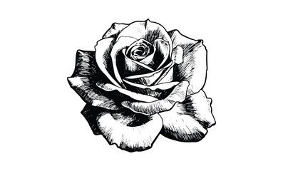 Wall Mural - detailed black and white illustration of a blooming rose. vector retro hand drawn illustration