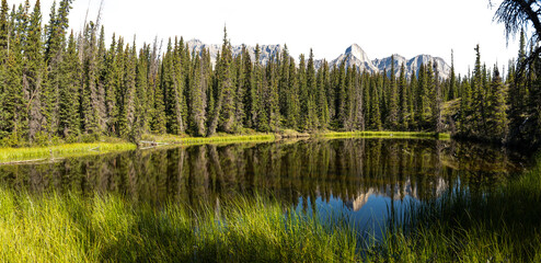 Wall Mural - Panorama of a calm mountain pond reflecting a green forest of spruce trees in a park
