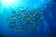 © MDZAHANGIR - School of small silver fish swimming together in clear blue ocean water with sun rays shining down