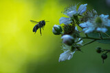 Bee over the flowers