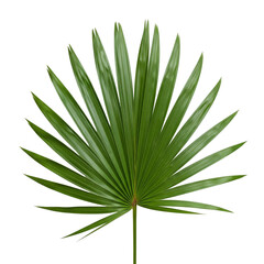 tropical palm leaf illustration on black backdrop vibrant green foliage exotic flora nature s on tra