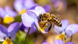 A honeybee on a vibrant pansy flower