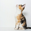 © ksu - Studio photo of a tricolor kitten looking up and sitting sideways isolated on a plain white background, banner with a space for text