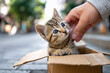 © K teo - Kitten in Cardboard Box Being Gently Touched on the Street