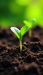 © smart - Close-up view of fertile soil with sprouting seedlings, representing new growth and the concept of earth planting Perfect for environmental, agricultural, or gardening themes , life, ground, natural