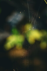 spider web in the afternoon
