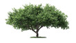 © jhani - Lush green tree against black background (3)