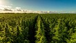 © Gandulane - Expansive hemp field under a vibrant sunset sky