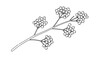 © MdKarvin - Delicate botanical drawing of a flowering branch with clusters of small blossoms rendered in a fine line art style.
