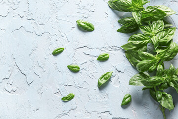 Wall Mural - Fresh green basil leaves on light blue background