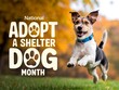 © Hriday - Celebrate national adopt a shelter dog month with a joyful canine companion