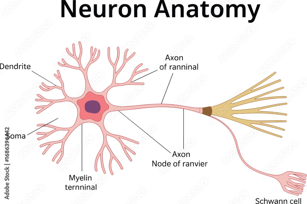 Neuron anatomy illustration, labeled nerve cell structure, dendrite ...