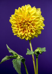 Wall Mural - Vibrant Yellow Dahlia Flower Against a Blue Background
