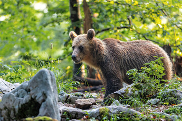 Wall Mural - Brown bear - close encounter with a  wild brown bear eating in the forest and mountains of the Notranjska region in Slovenia