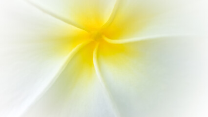 Vibrant macro close-up of a white and yellow frangipani flower, focusing on its delicate petals and center. Ideal for themes of spa, tropical wellness, and tranquility.