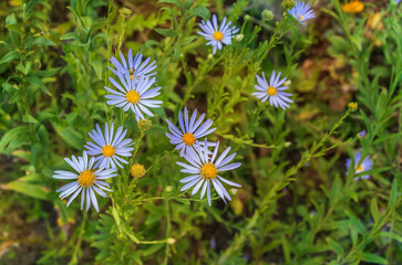 Wall Mural - Aster tataricus,Tatarinow's aster. Beautiful blue flowers.Used in traditional Chinese medicine