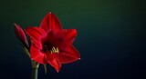 Red amaryllis bloom with dark background.