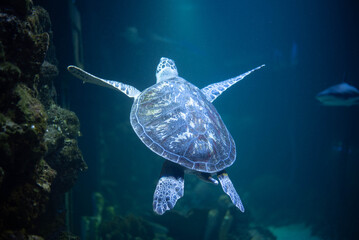 Wall Mural - Big beautiful turtle in an aquarium. Turtle in captivity. Background, space for text. 