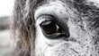 © Ponti - Close-up of a Horse's Eye
