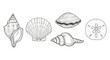 © Luppy Studio - Detailed line art illustration of various seashells and a sand dollar showcasing intricate patterns and textures for educational resources or decorative design projects.