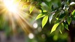 © ittipol - A close-up view of vibrant green leaves illuminated by sunlight, creating a beautiful natural atmosphere. The play of light enhances the freshness and beauty of the foliage.