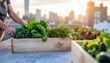 © skayy - Rooftop garden harvest with kale, spinach, and herbs against city skyline at sunset