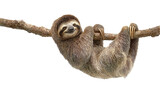 Sloth Hanging in a Tree: A sloth lazily hanging from a tree branch, isolated on a Transparent background, PNG file.