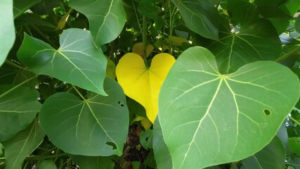 Close-up of heart-shaped green leaves of a Thespesia populnea tree with one vibrant yellow leaf in the center, symbolizing love and uniqueness