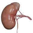 © yogi - human kidney system