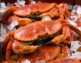 Fresh, cooked crabs nestled in ice, ready for consumption