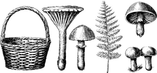 Wall Mural - Engraved illustration set of mushroom trio and basket for retro design