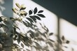 © sha - shadow overlay effects of realistic abstract natural tree leaves and window shadow on white wall background, Summer sunlight and shadow overlay effect, shadow for photo interior backdrop studio mockup