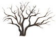 © Niksberry_Art - Hand drawn watercolor illustration of a bare bush, shrub, tree without leaves, realistic illustration, isolated on a transparent background