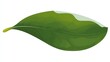 © KOOLAIDMAN100X - Green fresh leaf, isolated closeup on a white background, symbolizing nature and life