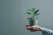 © belum - Detailed Color Image of Person Holding Indoor Cultivated Plant
