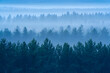 © TUTUL - Misty blue pine forest layers at dawn or dusk trees